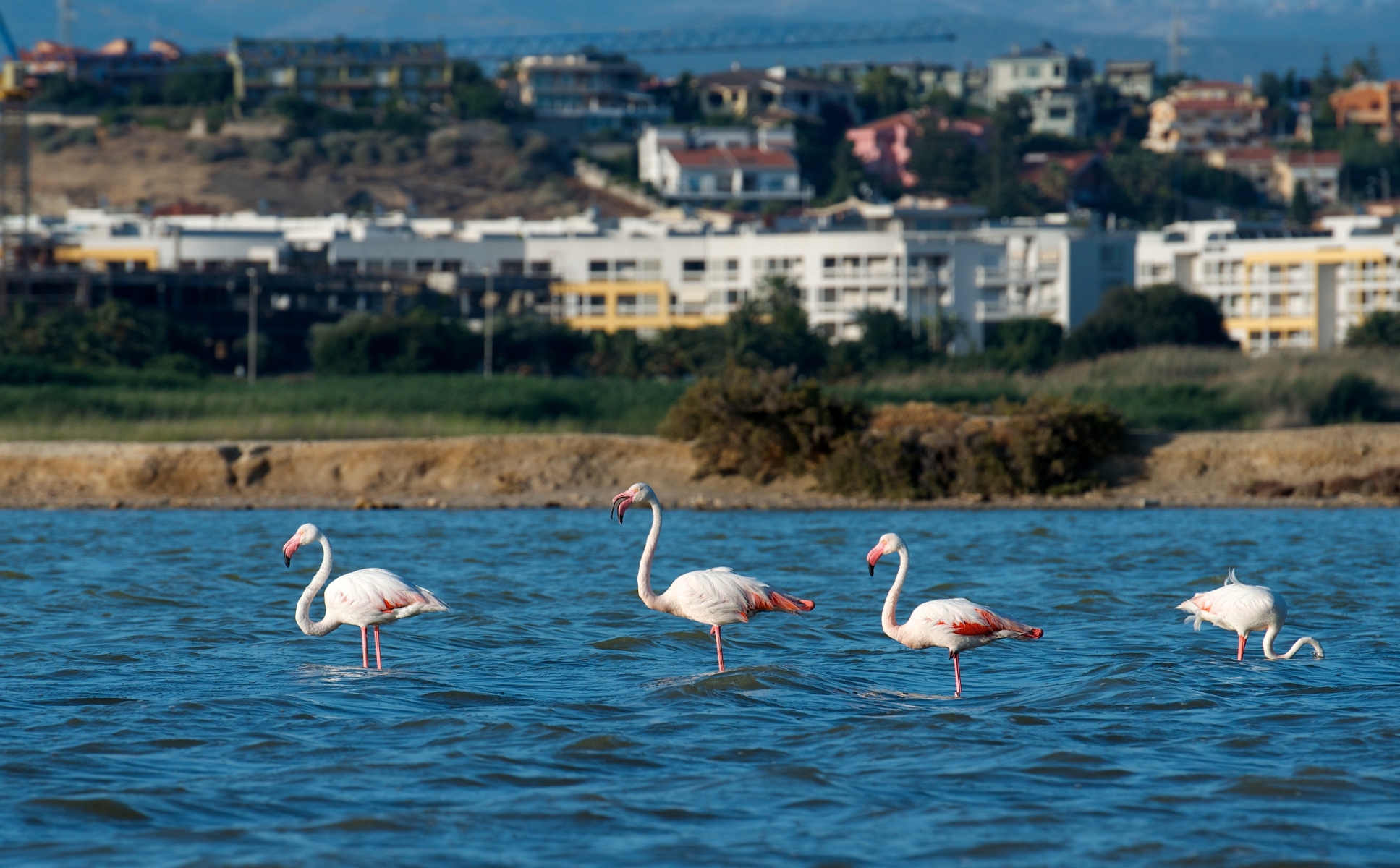 Scopri di più sull'articolo Birdwhatching alla Laguna di Santa Gilla, un paradiso di biodiversità