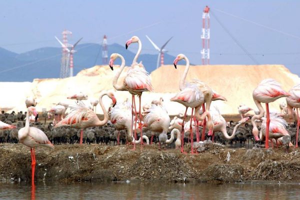 SALINE 3